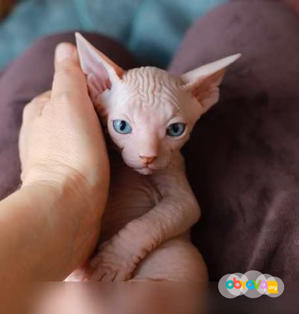 Продам: котята сфинкс (WhatsApp +79861722996)