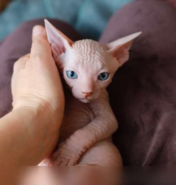 Продам: котята сфинкс (WhatsApp +79861722996)