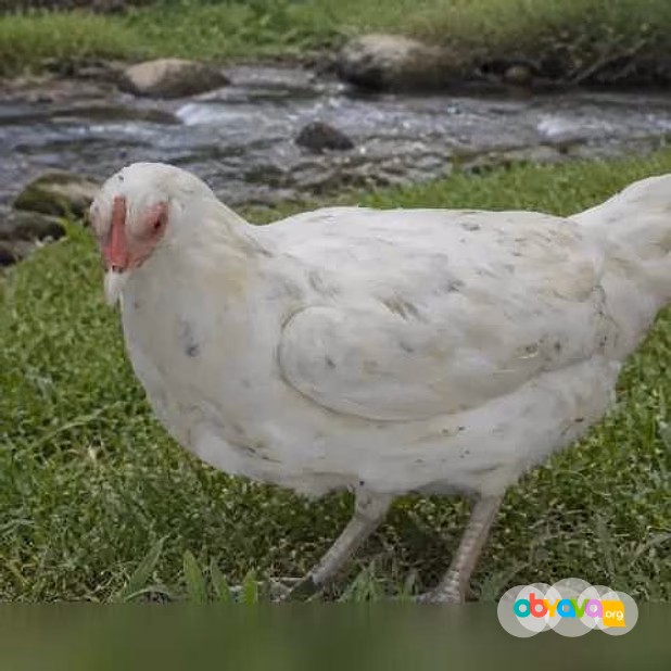 Продам: цыплята Кур Несушек любого возраста. Яйц в Пскове