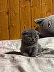 Шотландская вислоухая 
