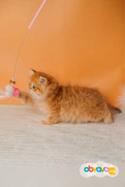 Продам: британские котята (Вотсапп 79861722996)