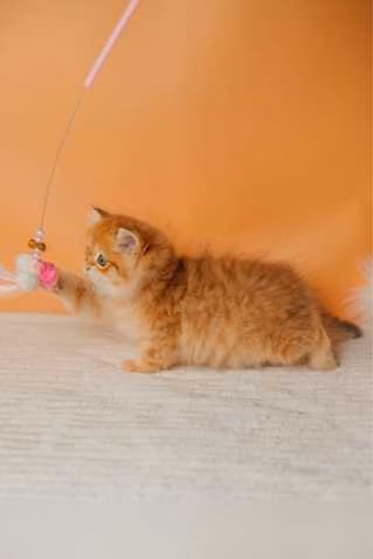 Продам: британские котята (Вотсапп 79861722996)