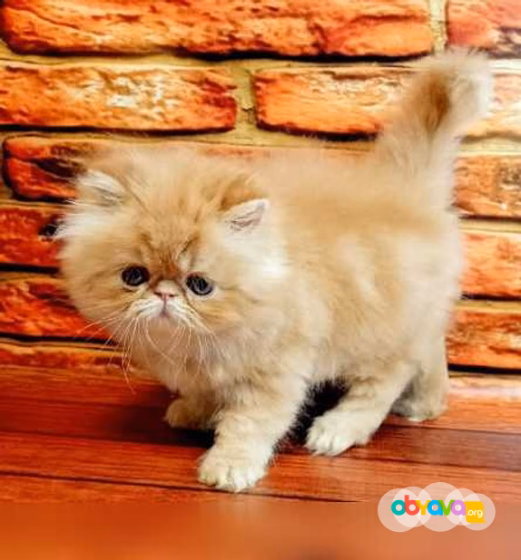 Продам: персидские котята (WhatsApp +79861722996