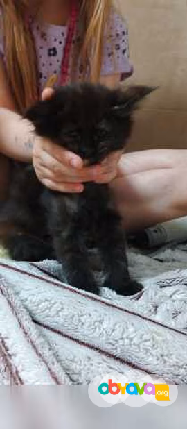 Продам: котята мейн-кун в Челябинске