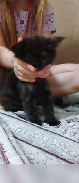 Продам: котята мейн-кун в Челябинске