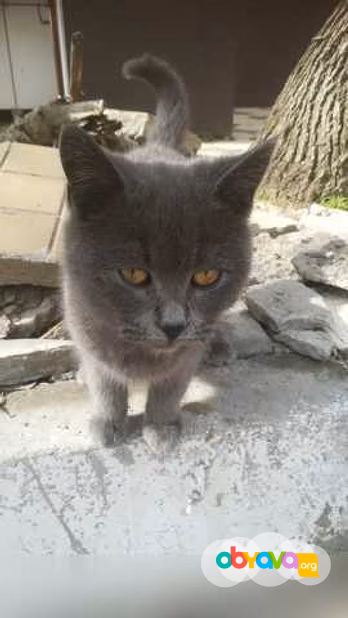 Предложение: найден котенок в Махачкале