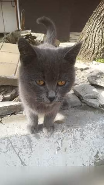 Предложение: найден котенок в Махачкале