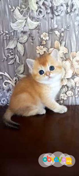 Продам: котята голубоглазая шиншилла