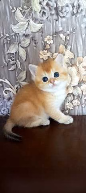 Продам: котята голубоглазая шиншилла