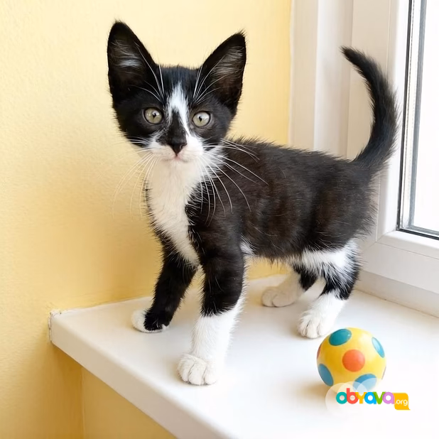 котята в добрые руки бесплатно