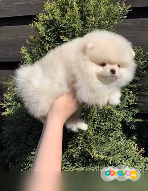 Продам: щенки Шпиц. Щеночки Шпица
