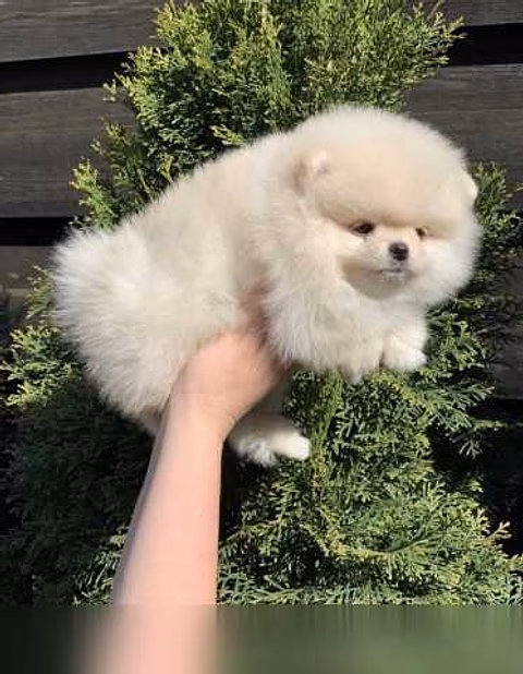 Продам: щенки Шпиц. Щеночки Шпица