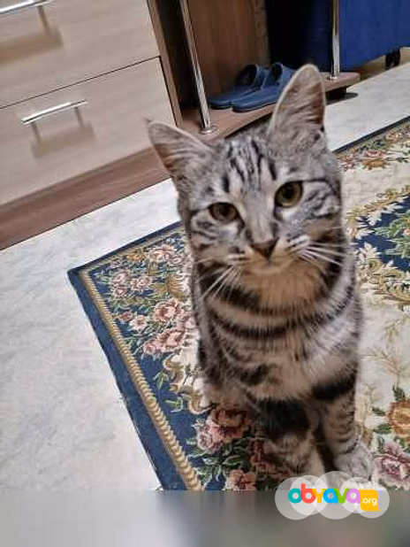 Предложение: отдам котика бесплатно в Находке