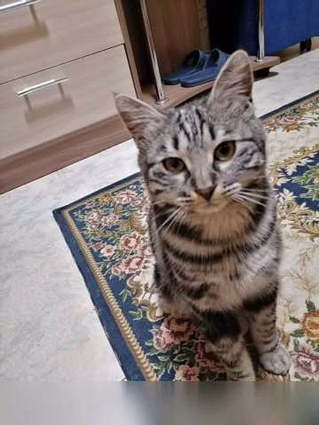 Предложение: отдам котика бесплатно в Находке