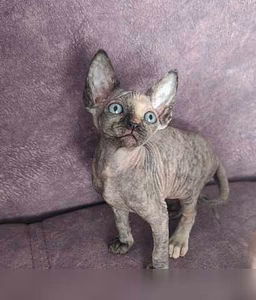 Продам: котята канадского сфинкса в разведение в Москве
