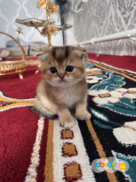 Шотландские вислоухие котята короткошёрстная