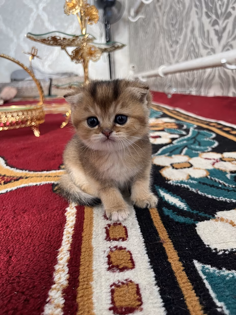 Шотландские вислоухие котята короткошёрстная