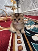 Шотландские вислоухие котята короткошёрстная