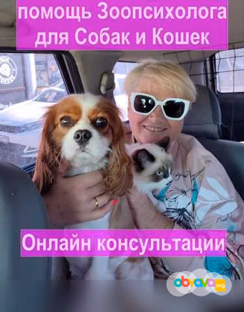 Предложение: зоопсихолог. Фелинолог. Кинолог. Онлайн в Домодедово