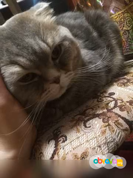 Предложение: вязка, шотландский вислоухий кот в Сургуте