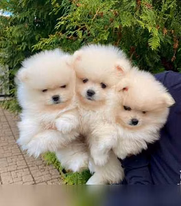 Продам: шпиц (WhatsApp +79011801176)