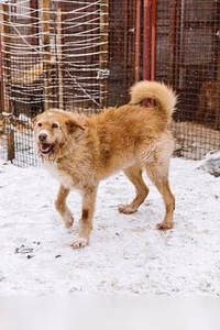 Отдам даром: рыжее сокровище Модя в Гатчине