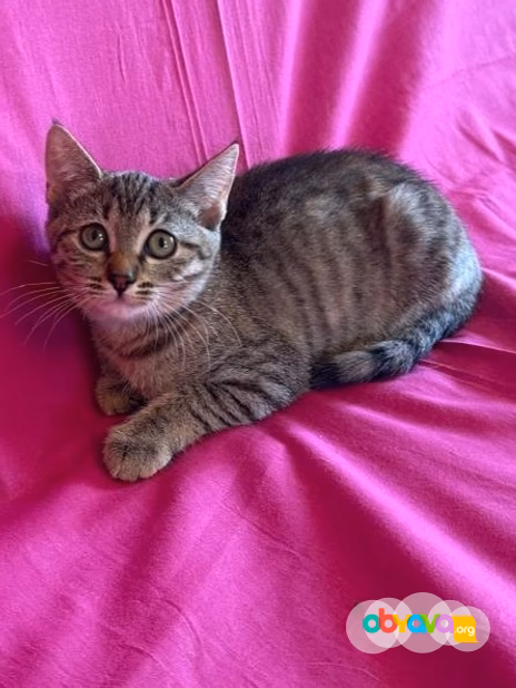 красивый котенок в добрые руки