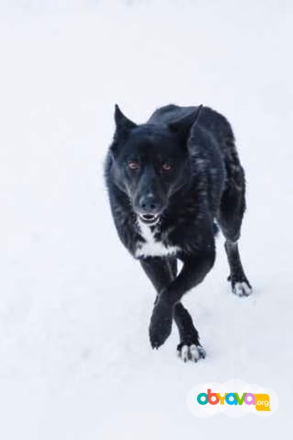 Отдам даром: валерка в Гатчине