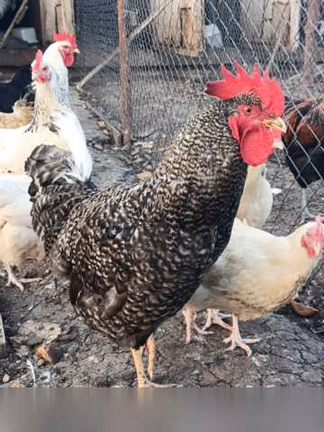 Продам: петухи в Коврове