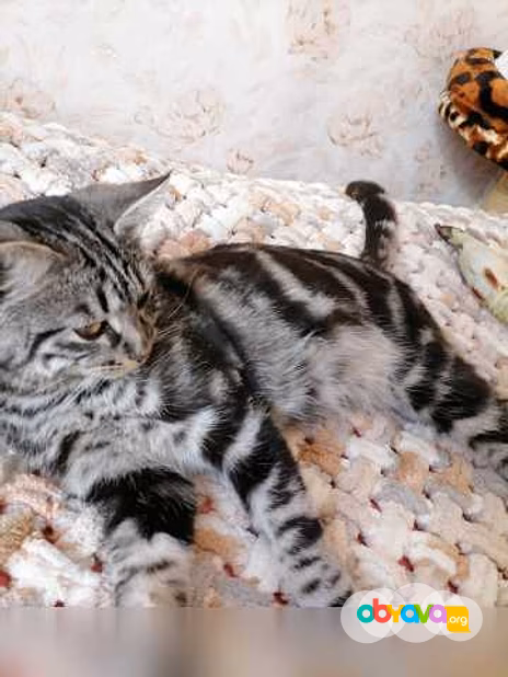 Предложение: отдам котика бесплатно в Находке