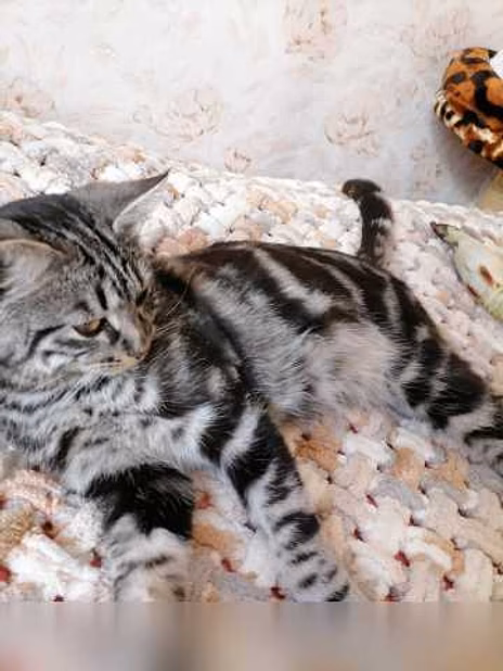 Предложение: отдам котика бесплатно в Находке