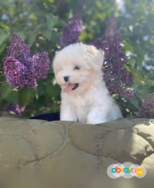 Продам: щенки мальтийской болонки ( мальтезе )