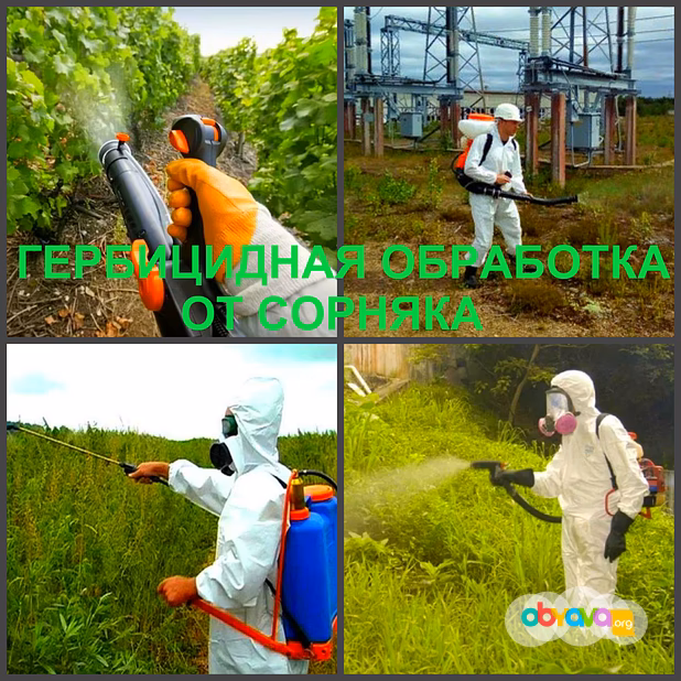 Гербицидная обработка Воронеж, от сорняков в Воронеже