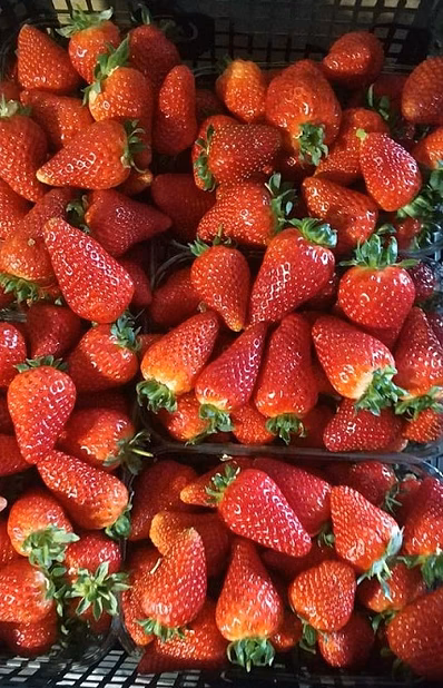 Теплицы по выращиванию клубники