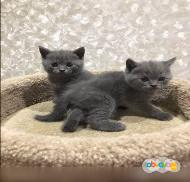 Котята  шотландские Кот на вязку