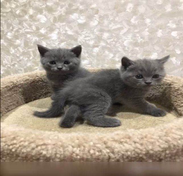 Котята  шотландские Кот на вязку