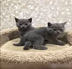 Котята  шотландские Кот на вязку