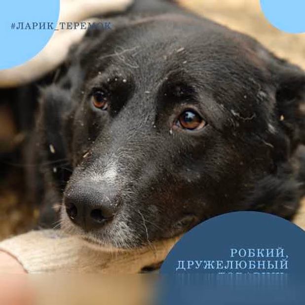Отдам даром: чёрные бриллианты в поисках счастья в Гатчине