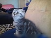 Котята  шотландские Кот на вязку