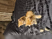 Отдам в самые добрые руки очаровательного котёнка!