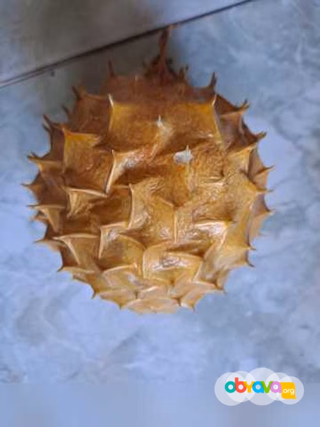 Рыба-шар 