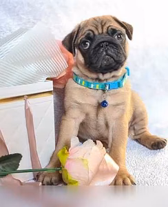 Продам: щенки мопса