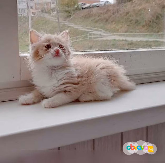 Предложение: отдам в добрые руки котят в Чебоксарах