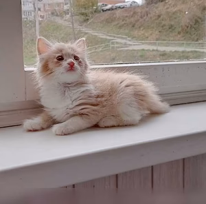 Предложение: отдам в добрые руки котят в Чебоксарах