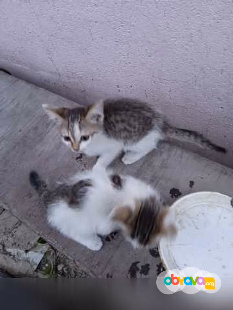 Предложение: котята в дар в Липецке