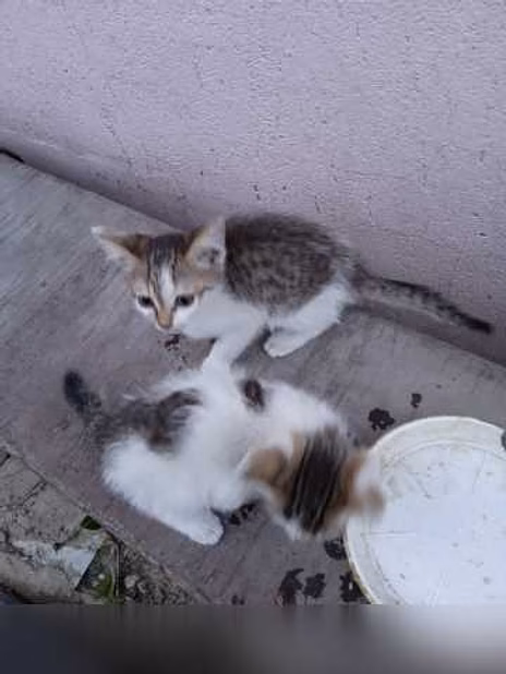 Предложение: котята в дар в Липецке