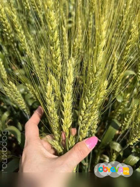 Продам: семена озимой пшеницы донской селекции в Ростове-на-Дону