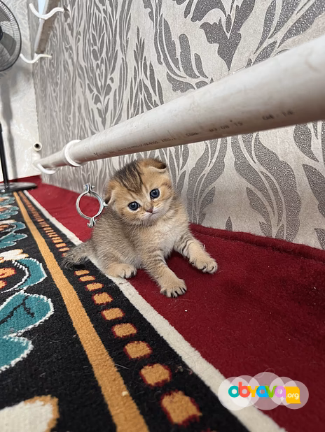 Шотландские вислоухие котята короткошёрстная