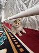 Шотландские вислоухие котята короткошёрстная