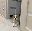 Продам: щенки Вельш-корги, корги. Вельш Корги